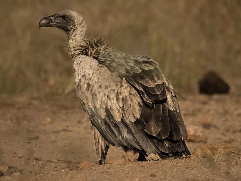 where to see vultures in South Africa