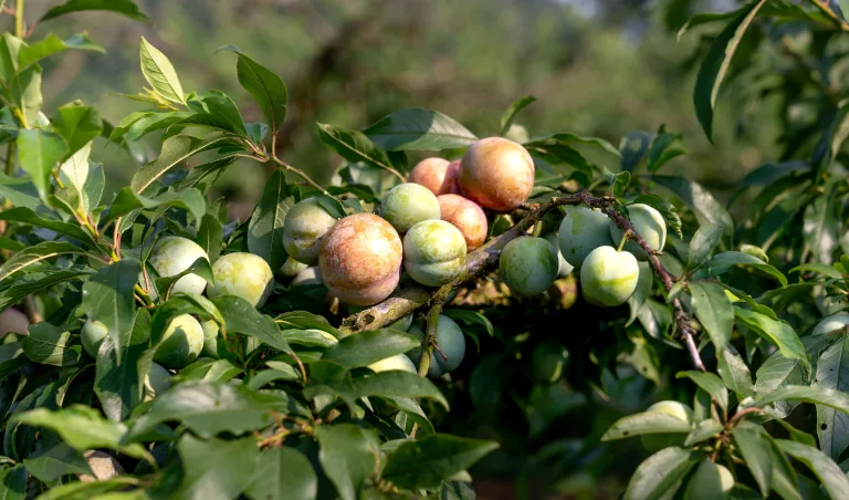 fruit picking in South Africa