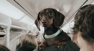 Flying with pets in South Africa