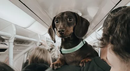 Flying with pets in South Africa
