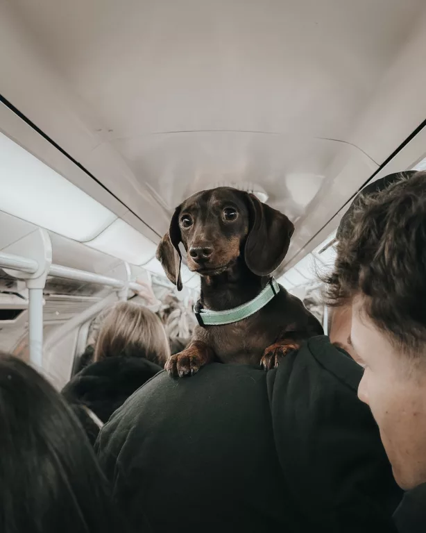 Flying with pets in South Africa
