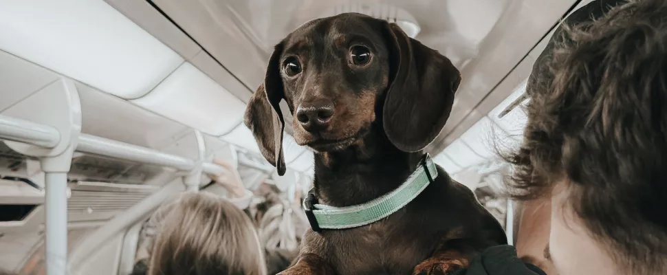 Flying with pets in South Africa