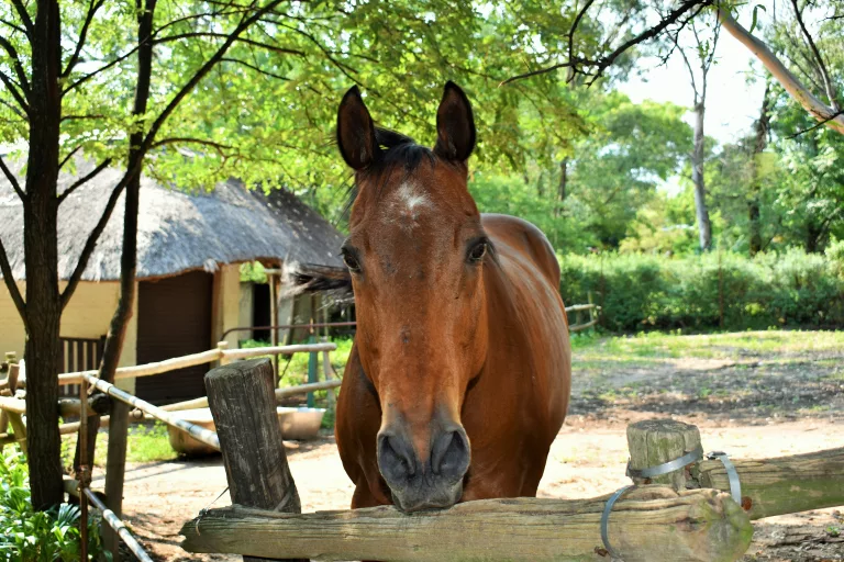 horse riding stays in South Africa