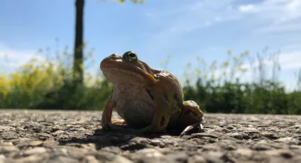 toad
