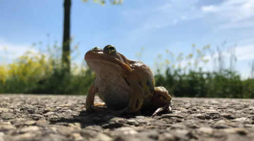 toad