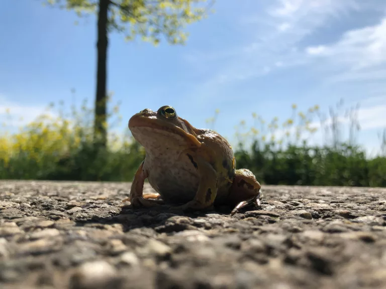 toad