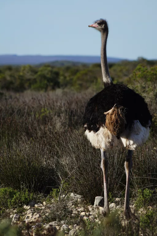 Best Birdwatching Destinations in South Africa