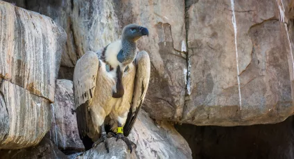 vulture