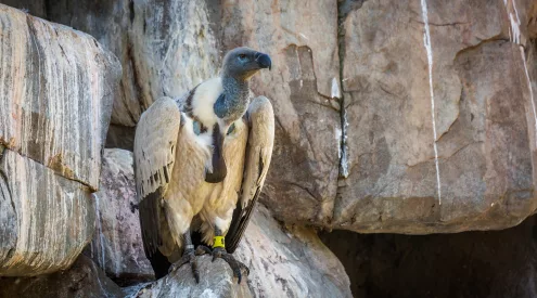 vulture