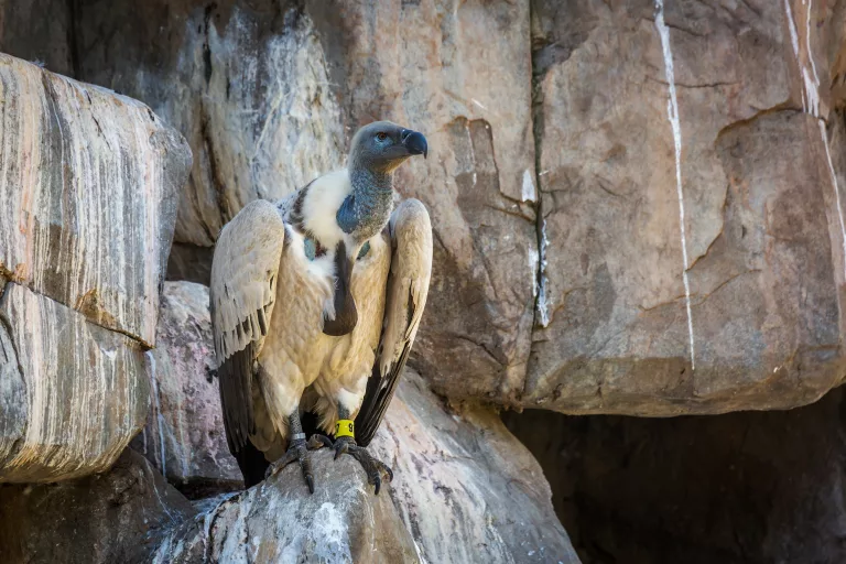 vulture