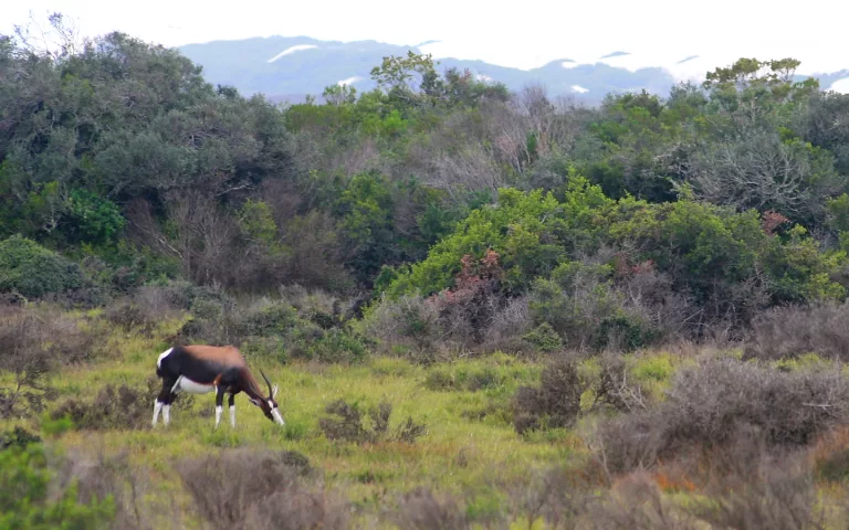 De Hoop Nature Reserve