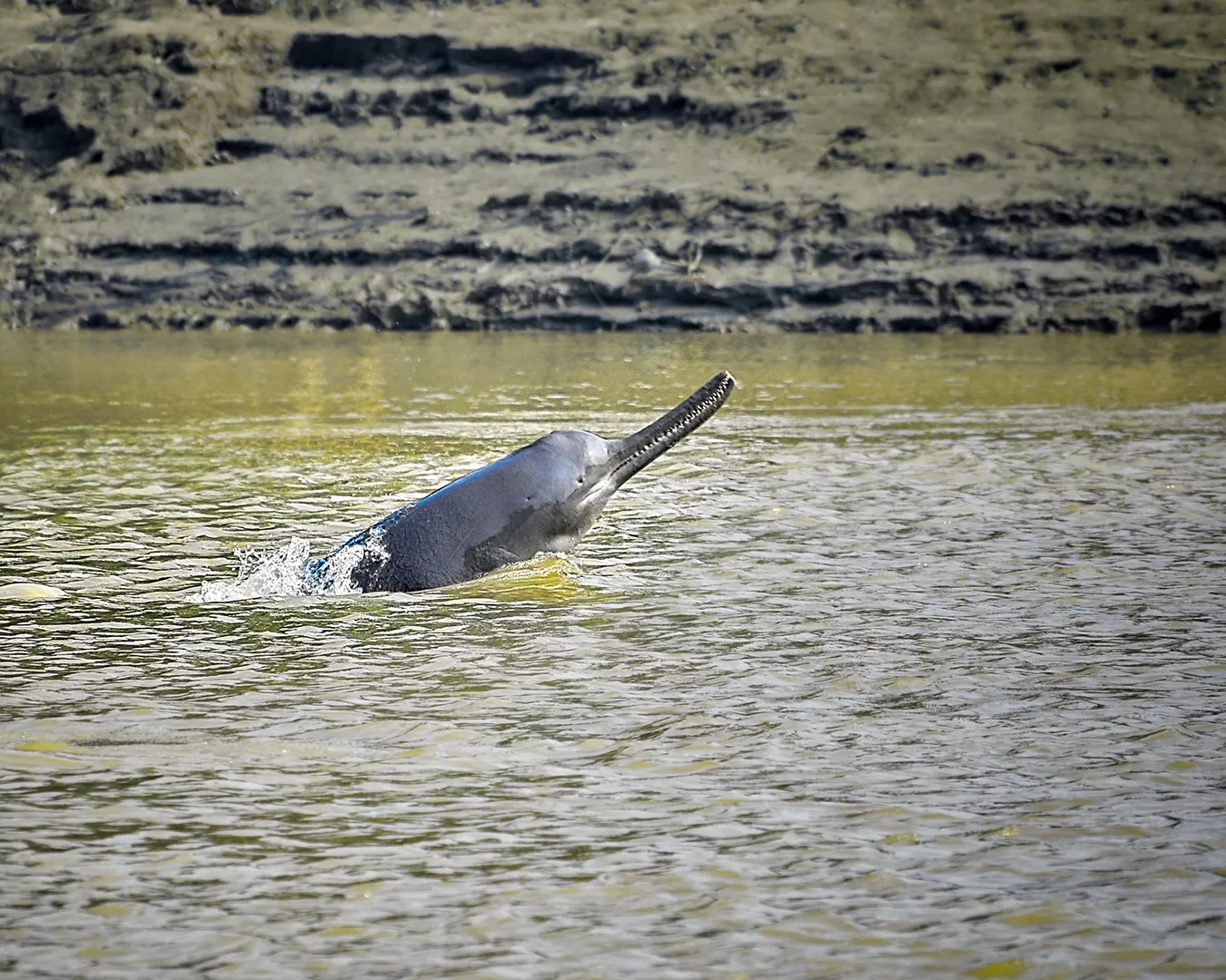 Endangered Dolphins Are Surviving In One Of Bangladesh s Most Polluted 