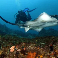 Dive into Aliwal Shoal’s underwater world off the KwaZulu-Natal coast