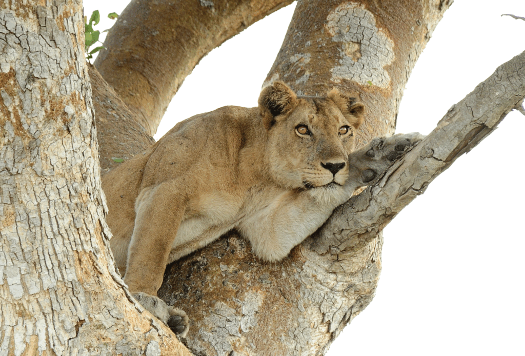 Photo: getaway.co.za UWA and WCS launch $14M plan to save Ishasha's tree-climbing lions