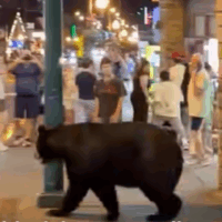 WATCH: Black bear casually crosses street in Tennessee