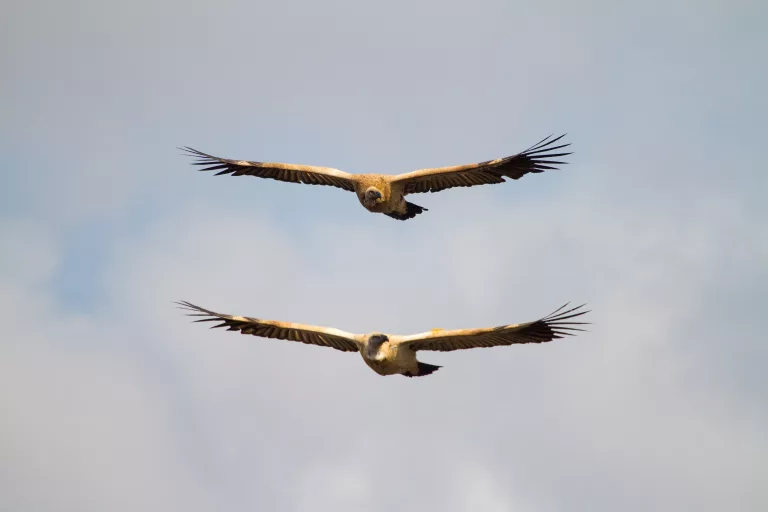 vulture