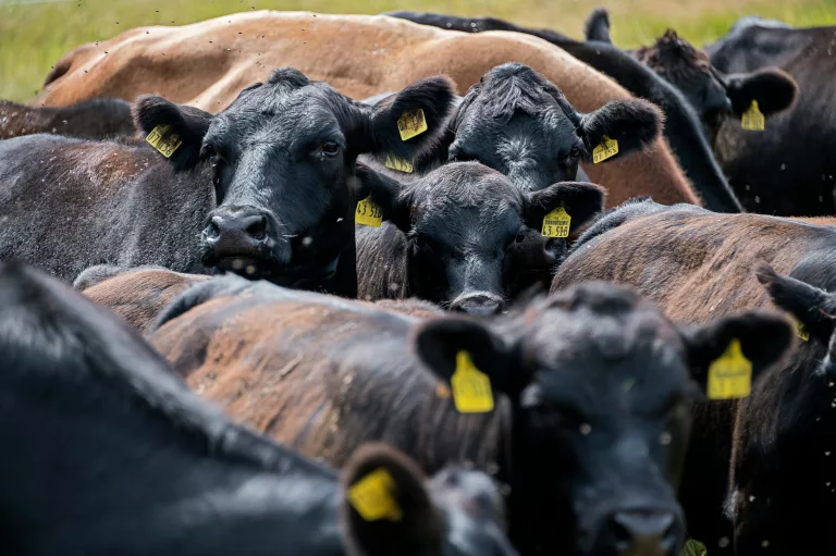 Namibia FMD outbreak