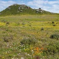 The spring road trip to Postberg worth taking right now