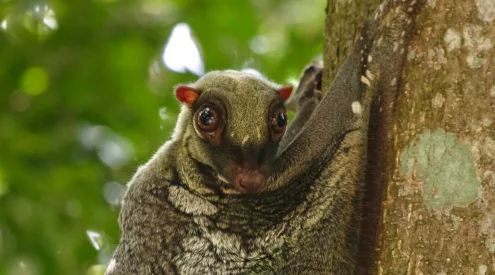 colugo