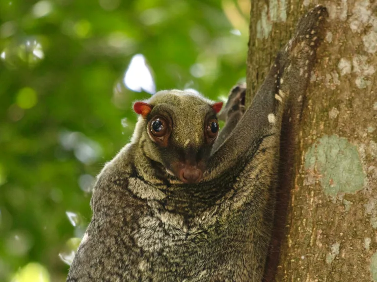 colugo
