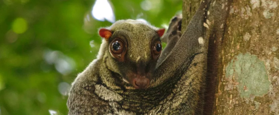 colugo