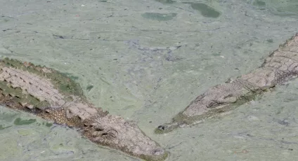 crocodiles