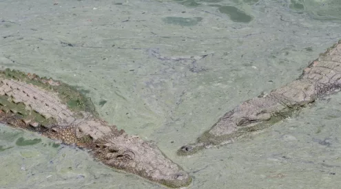 crocodiles