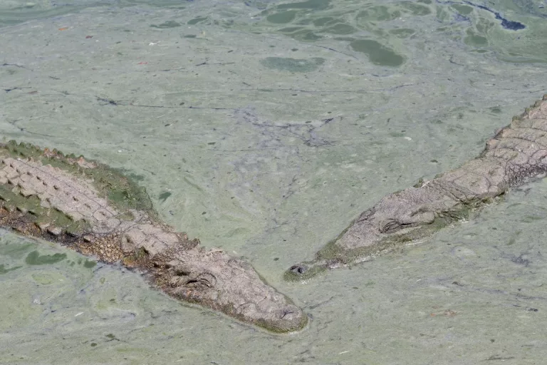 crocodiles