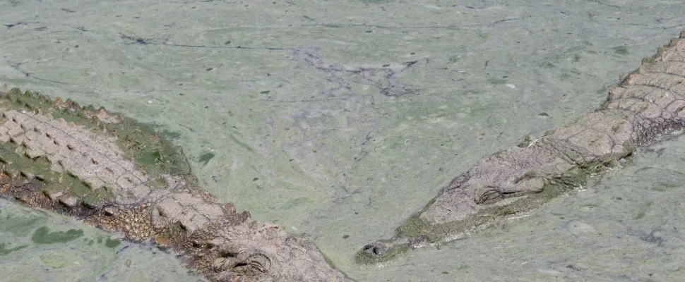 crocodiles