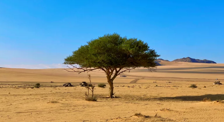 Dream of the Desert