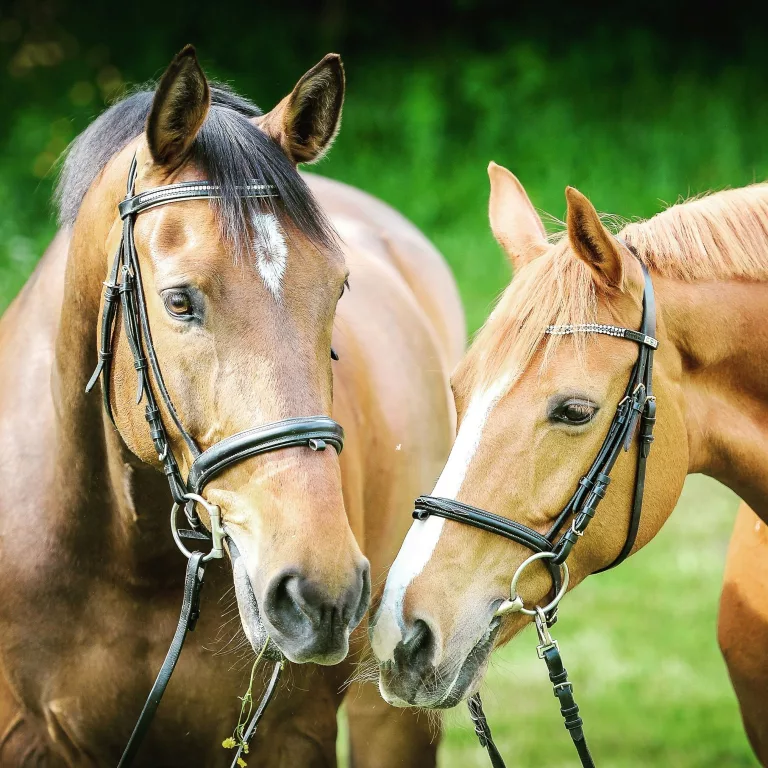 horses stopped competing