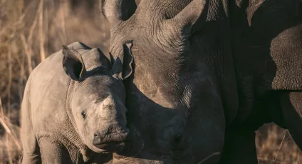 rhino