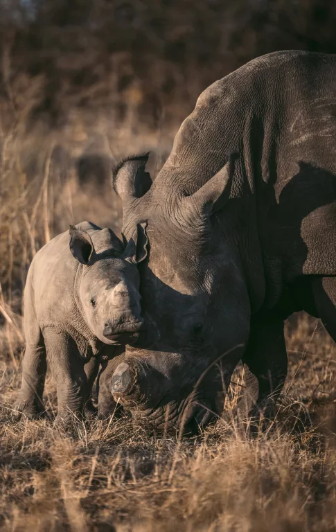 rhino