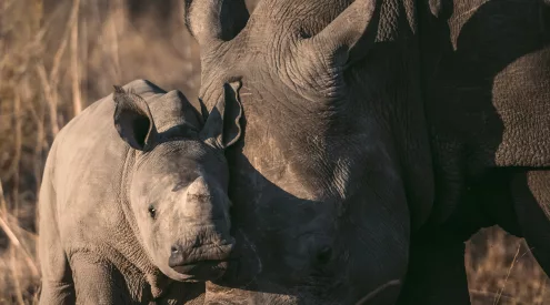 rhino