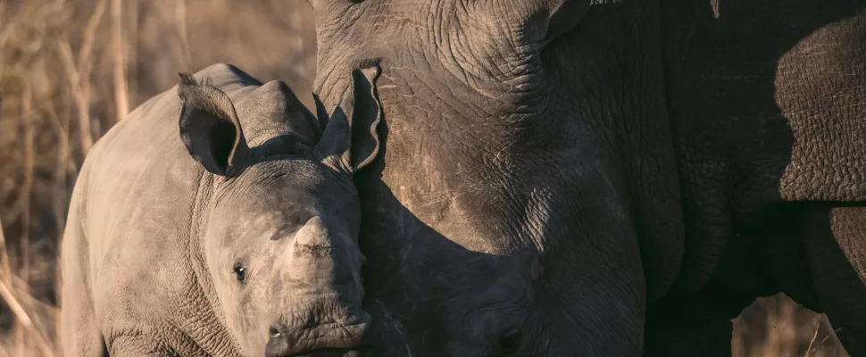 rhino