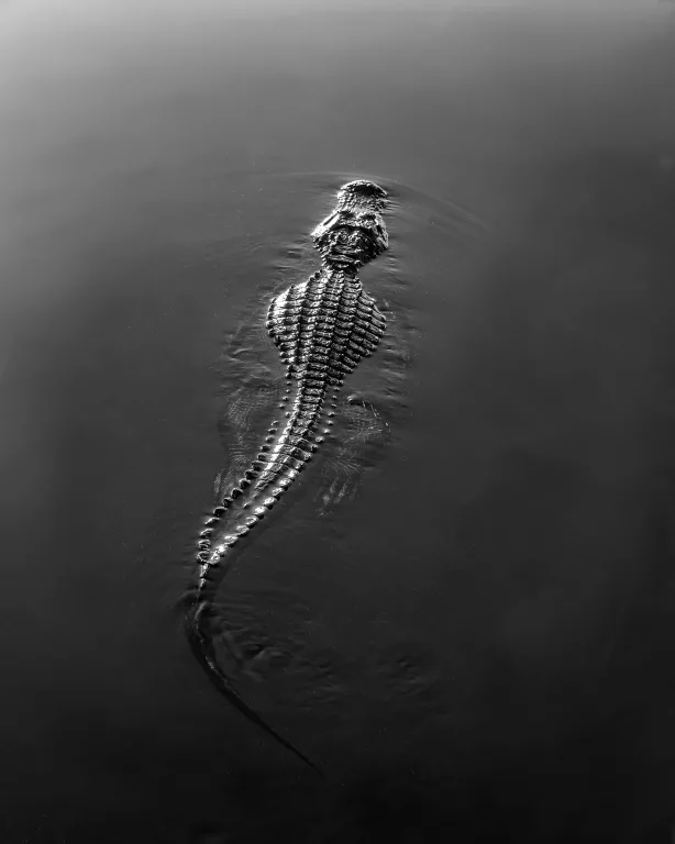 serengeti