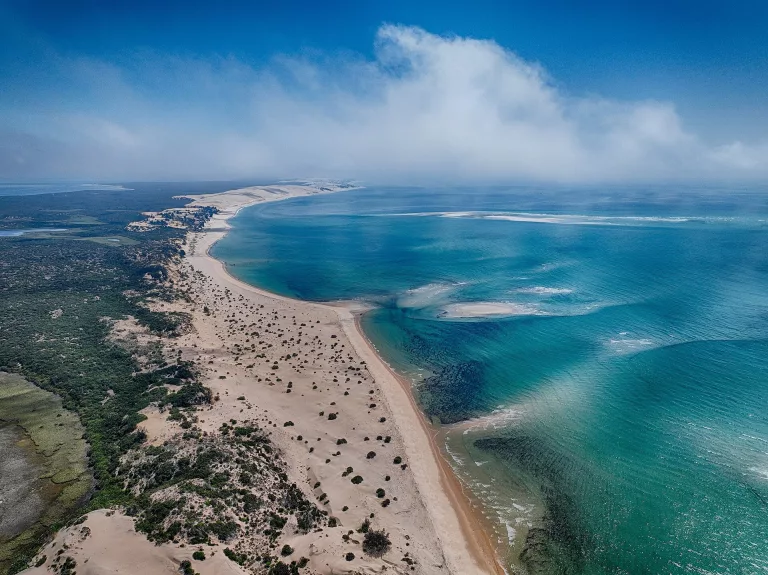 ancient forests beneath Mozambique