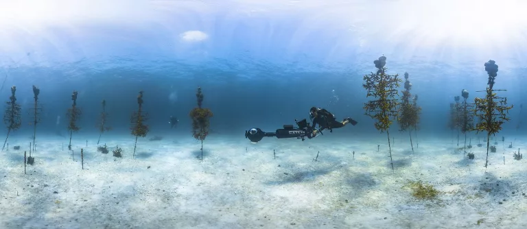 Florida coral trees
