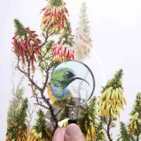 Hannarie Wenhold Botanical Art Gallery is a hidden gem at Grootbos