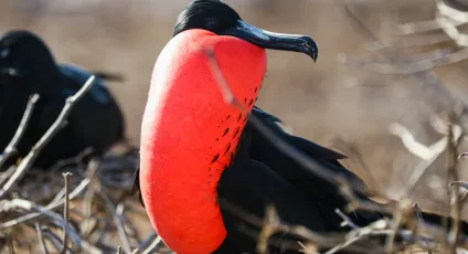 frigatebird