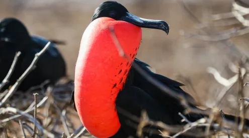 frigatebird