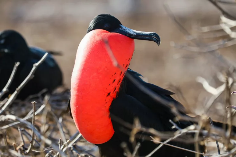 frigatebird