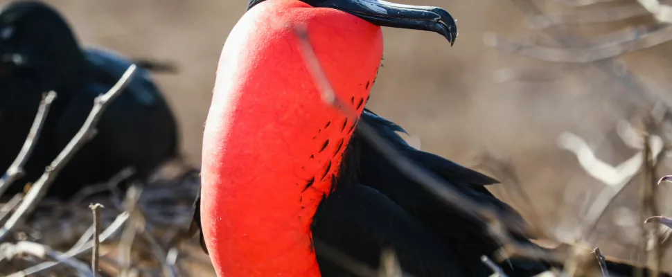 frigatebird