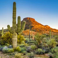 When the desert isn’t really a desert