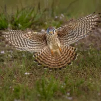 Protected migratory birds shot in Malta after storms force them to land