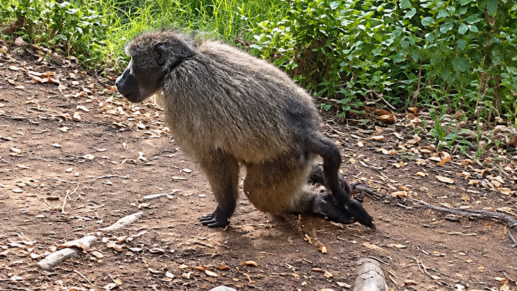 R5 000 reward offered after Cape Town baboon Fluffy dies from pellet
