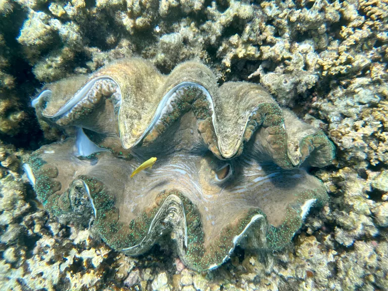 Giant Clam 