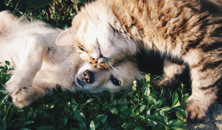 World Animal Day 2026