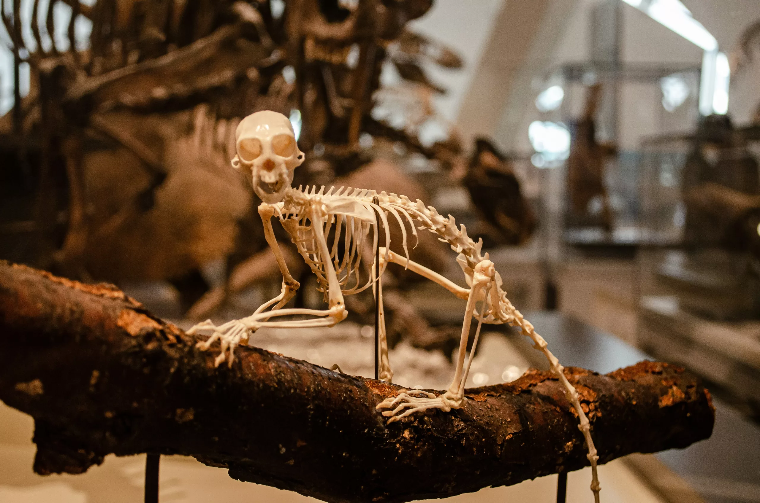 A Gobi Desert fossil is changing what scientists thought about early mammals