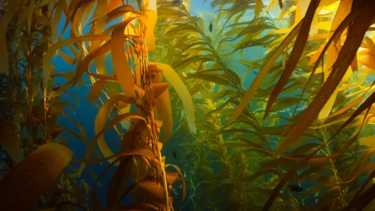 Western Cape kelp forests